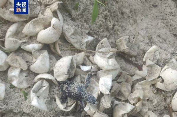 天天配资网 南沙群岛永暑礁迎来绿海龟宝宝，科研人员首次清晰记录孵化全过程